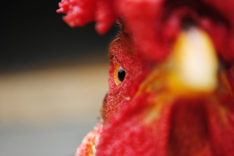 Cara Terbaik Bermain Judi Sabung Ayam Online