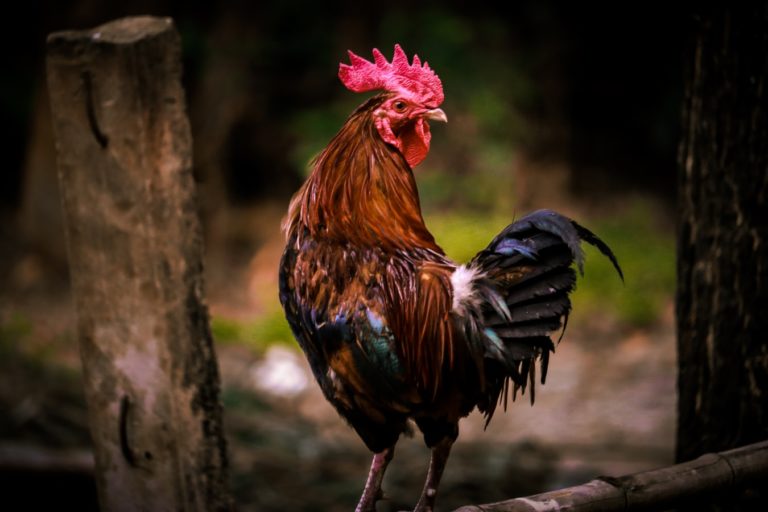 Cara Memilih Situs Sabung Ayam